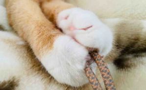 必死の形相で紐の引っ張り合い