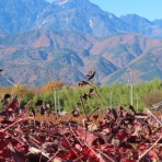 八ヶ岳自然アルバム