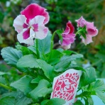 ブルーガーデンと花育て