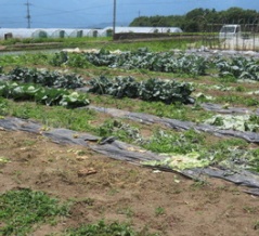 カリフラワー片付け