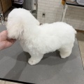 トリミングブログ