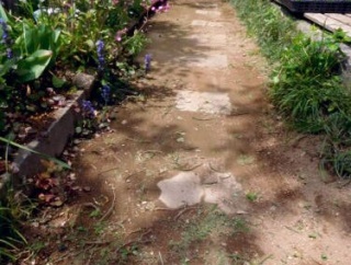 春の花が終り　真夏の花へのはざまで!!
