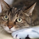 『ゴールデンウィーク開場のお知らせ』の画像