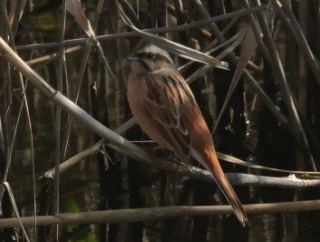 2025年11月21日の野鳥公園