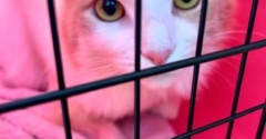 獣医さんの待合室で「かわいいね」言われた猫が・・・