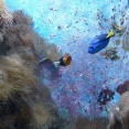 美ら海水族館👈こいつぶっちゃけ空港から遠すぎだよな