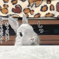 うさぎのルリ(3/25追記)