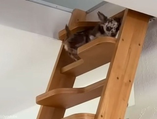 急な階段を小さなチワワが独特の登り方で攻略する（動画）