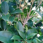 わたしの図書館