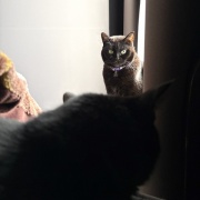 【猫写真】寒くてちょっと距離が近くなる猫たち