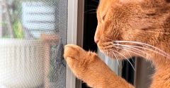 虫さんの季節と、ねこ