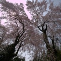 水鏡の大堤、北山桜公園、長谷堂城枝垂桜