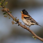めだいの鳥メモ