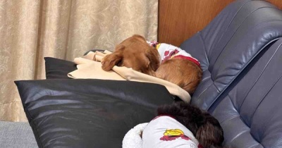 遊び呆ける飼主。