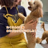 『ラテちゃんトライアル開始🌻これからも笑顔が似合うハッピーガールでいてね💛』の画像