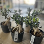 ACTIS FLOWER＆GARDEN GREEN　　プチ*フルール