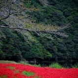 『2025.9 ㊗満開『阿部山彼岸花群生地❹』岡山県高梁市』の画像