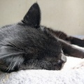 うるちゃん　気持ち良さそうね