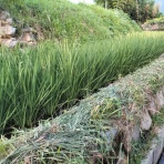 自然農菜園「はたけや」の作業日誌