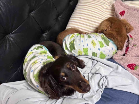 リモート会議って如何な物か。