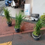 住吉区長居、精米機の有る米屋,米安のよもやま話