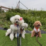 Dr.きょうのぼちぼちブログ