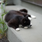 ねことアパートと1人暮らし～とらやんとおらと～