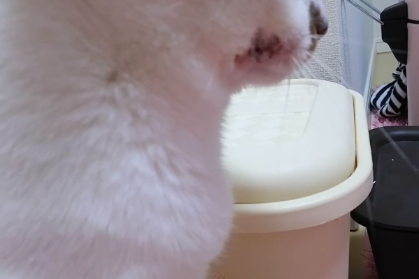 初めて猫を飼い始めましてu2026 - アレルギー(好酸球性肉芽腫)