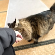 車のルームミラーに吊るされていたとんでもない物