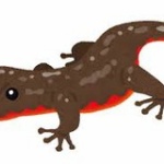 イモリを飼い始めたんやが500で買ったんやがｗｗｗｗｗｗｗｗｗｗｗｗｗｗｗ