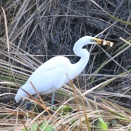 ２匹の小魚を咥えるダイサギです