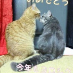 今日のニャンコ共