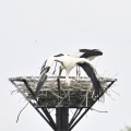 コウノトリ