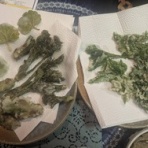 Ancient Botanical Garden