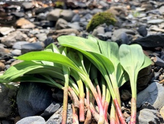 【2026年 結局行ったアイヌネギ採り】函館 鉄山のいつもの場所