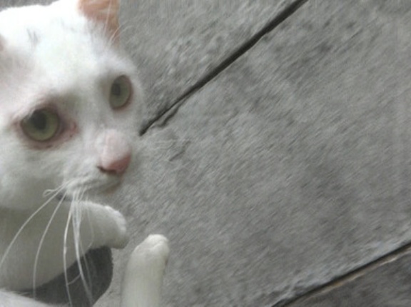 しょんぼりマロちゃん 20260307