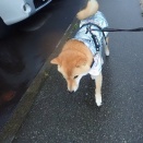 お腹壊したガン太