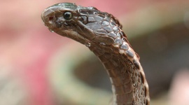 家の近くでヘビ発見 → ガソリンをかけてマッチで点火 → 自宅全焼…アメリカ