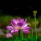 三原市の棲真寺の蓮の花