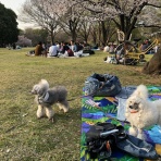 Felipeのプードルな毎日