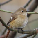 ジョウビタキ、可愛いです。　～残りの巻き寿司の朝ご飯、ラーメンセットのランチ～