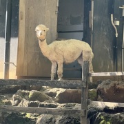 姉と一緒に三島1泊旅行④あぁ 思い出の楽寿園