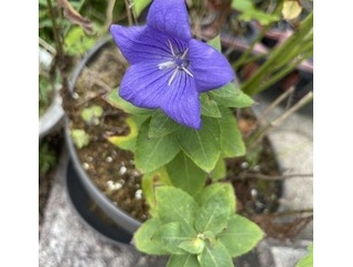花に吉凶はない