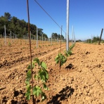 「ほんまもん」プロジェクトチーム奮闘記