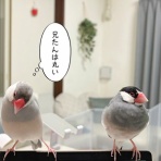 ブンチョ日誌