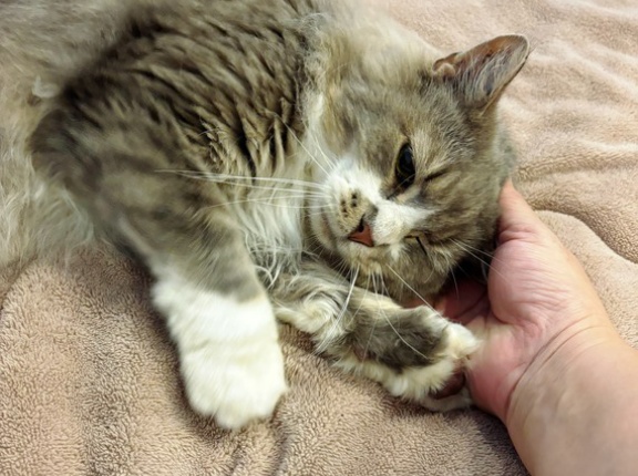 村尾くん夢にみた譲渡会デビュー♪