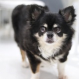 『9月30日(土)~10月1日(日)は譲渡会です』の画像