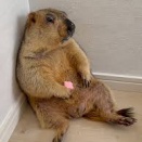 マーモットのお腹について