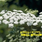 田舎記者の手帳