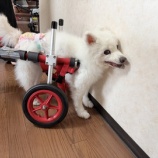 『【ふうかちゃん②】できることが、ひとつずつ減っていきました』の画像